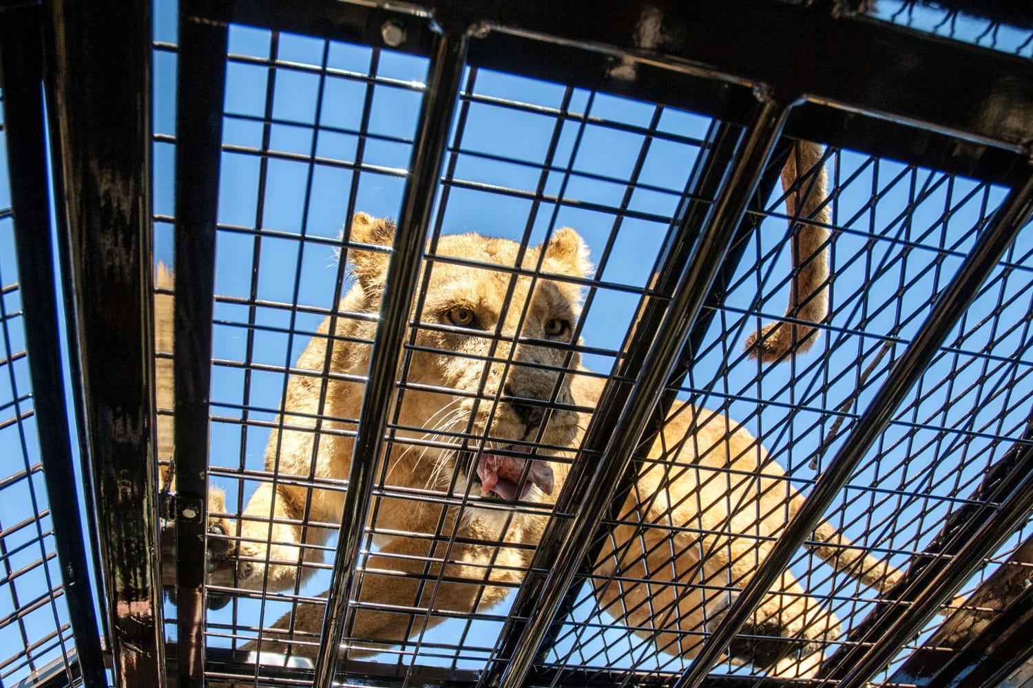 “金網天井”の迫力が桁違い!富士サファリパーク、日本初スーパージャングルバスを運行