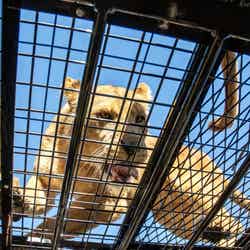 “金網天井”の迫力が桁違い!富士サファリパーク、日本初スーパージャングルバスを運行/画像提供:富士サファリパーク