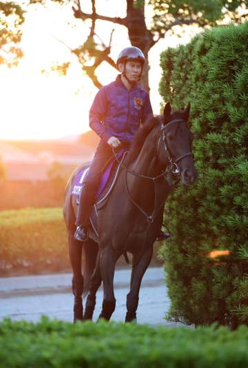 【宝塚記念】クロワデュノール 春の古馬3冠ロードへ調整入念 斉藤崇師「いつも通り。変わりないですね」