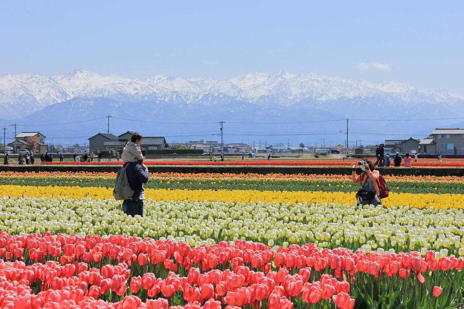 にゅうぜんフラワーロード／提供画像