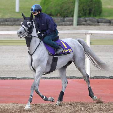 【天皇賞】アクアヴァーナル 73年ぶりに目指す牝馬V 四位師が状態の良さアピール「気合が乗って雰囲気もいいね」
