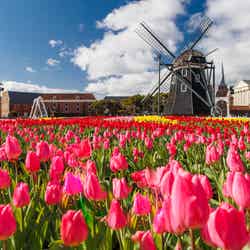 100万本のチューリップ祭/提供画像