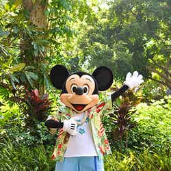 ディズニー、ハワイで真夏のクリスマス　限定ショーやイベント開催／アウラニのミッキー（C）Disney【モデルプレス】