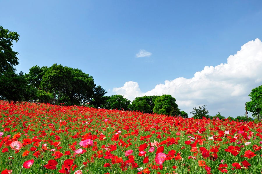 フラワーフェスティバル2018