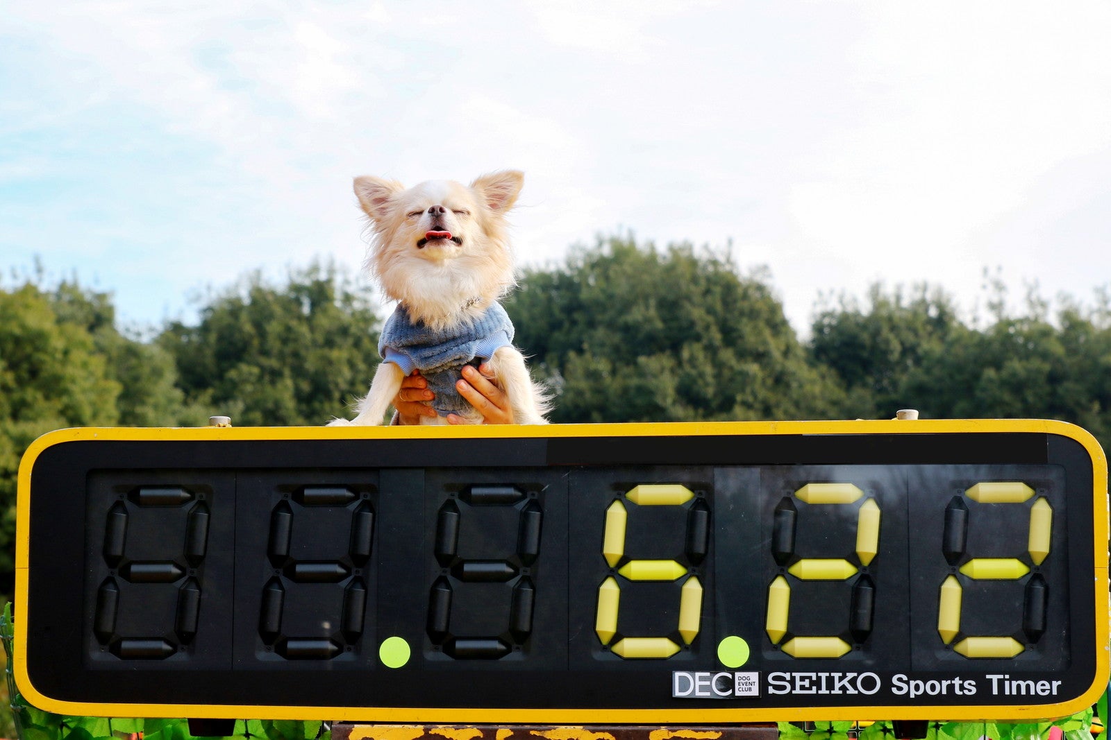 赤レンガでわんさんぽ／提供画像