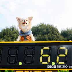 赤レンガでわんさんぽ/提供画像