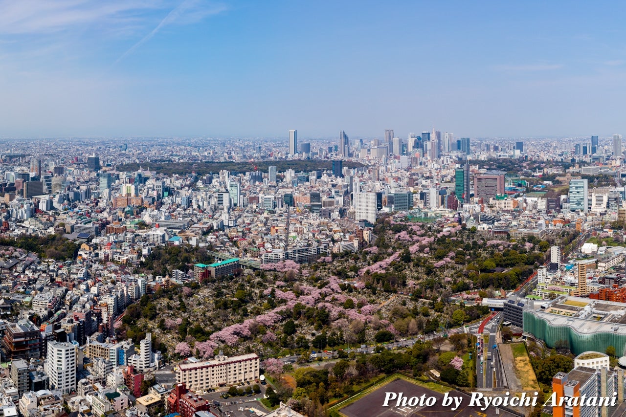 「東京シティビュー」から見える青山霊園の桜並木／画像提供：六本木ヒルズ