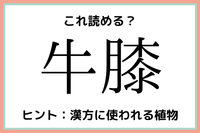 牛膝 うしひざ 読めたらスゴイ 植物の難読漢字 4選 モデルプレス 牛膝 うしひざ 読めたらスゴイ 植物の難読漢字 4選 モデルプレス