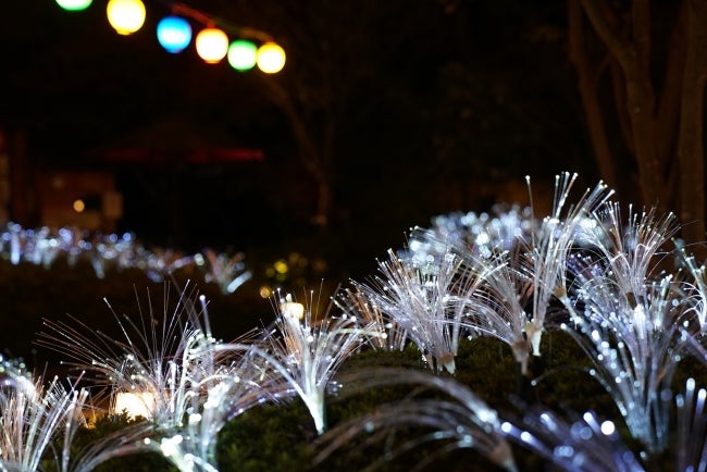ファイバーフラワーイルミネーション／画像提供：株式会社ネイキッド