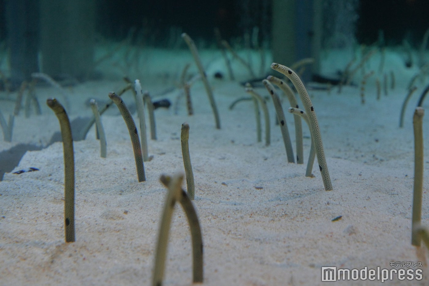 すみだ水族館（C）モデルプレス