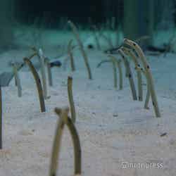 すみだ水族館(C)モデルプレス