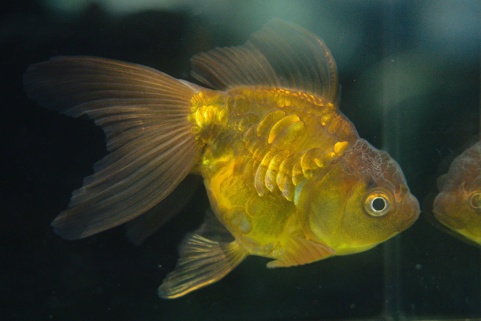 沖縄金魚ミュージアム〜龍と金魚のものがたり／提供画像