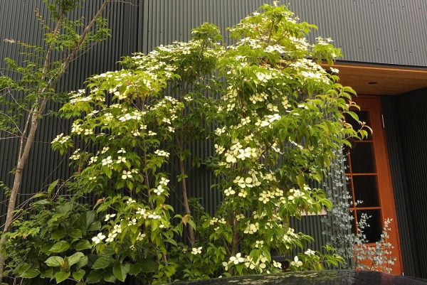 画像7 15 植木で玄関まわりをおしゃれに演出 お家に合うおすすめのシンボルツリーをご紹介 モデルプレス