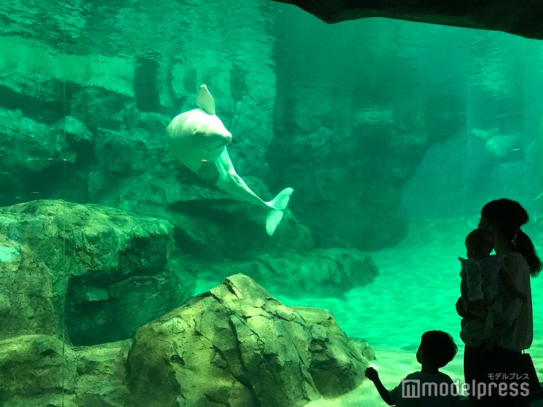 ベルーガもかわいい