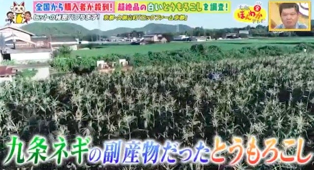【京都・久御山町】全国から購入者が殺到!1日数千本も売れた「白いスイートコーン」とは?
