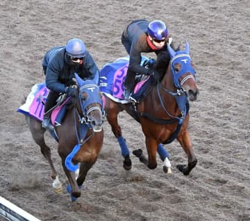 【シンザン記念】ディアダイヤモンド 軽やかな走り披露 手塚久師が評価「能力的には牡馬相手でも足りる」