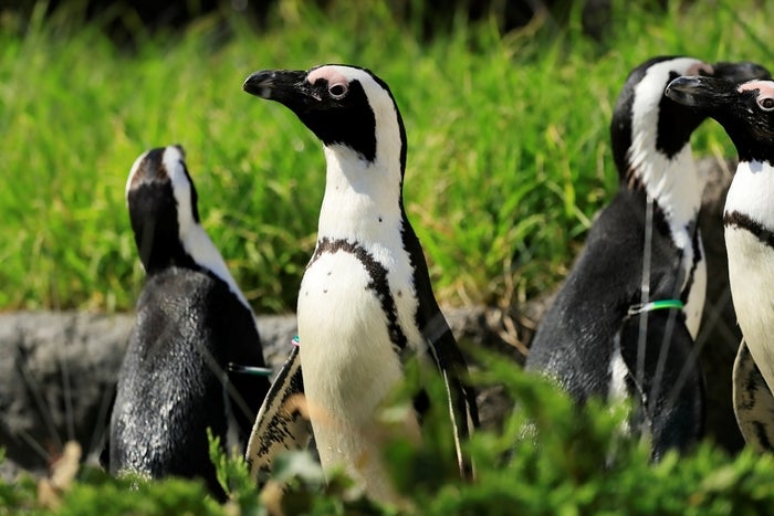 草原のペンギン／画像提供：株式会社サンシャインシティ