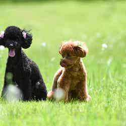 LOTUS NIGHT/画像提供:ブッキングリゾート