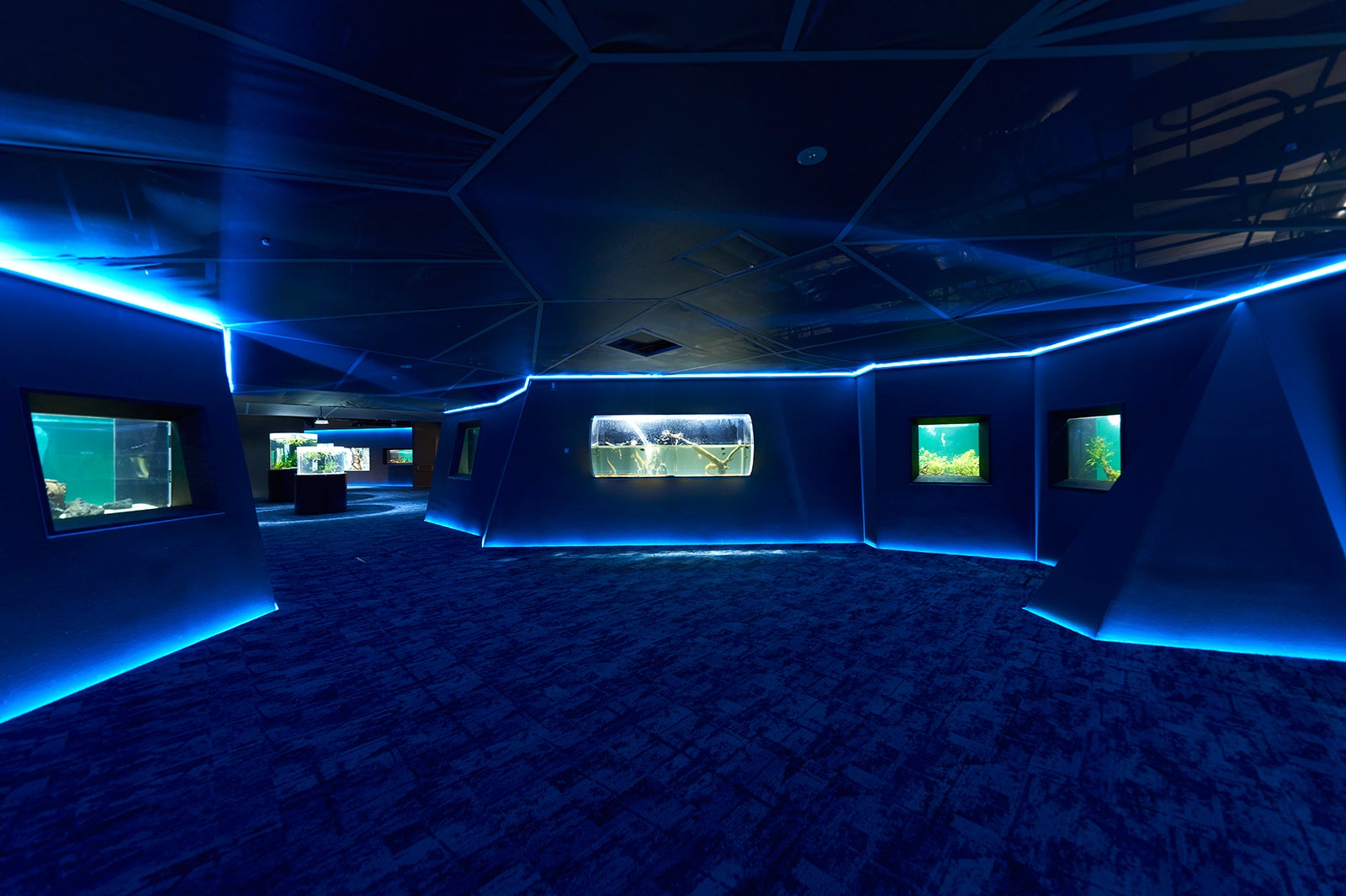 カワスイ 川崎水族館／画像提供：アクア・ライブ・インベストメント