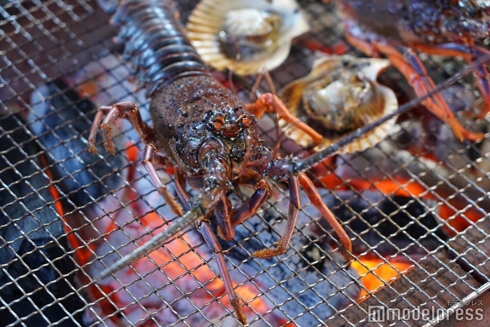 鮮度がいいからこそキューキュー鳴きます！ （C）モデルプレス