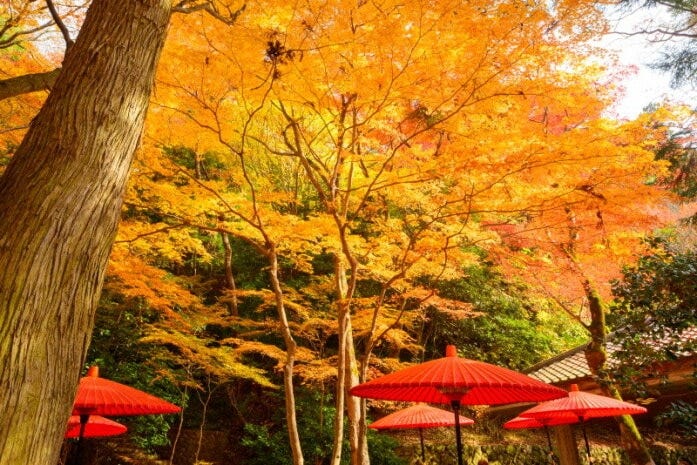 瑞宝寺公園の紅葉