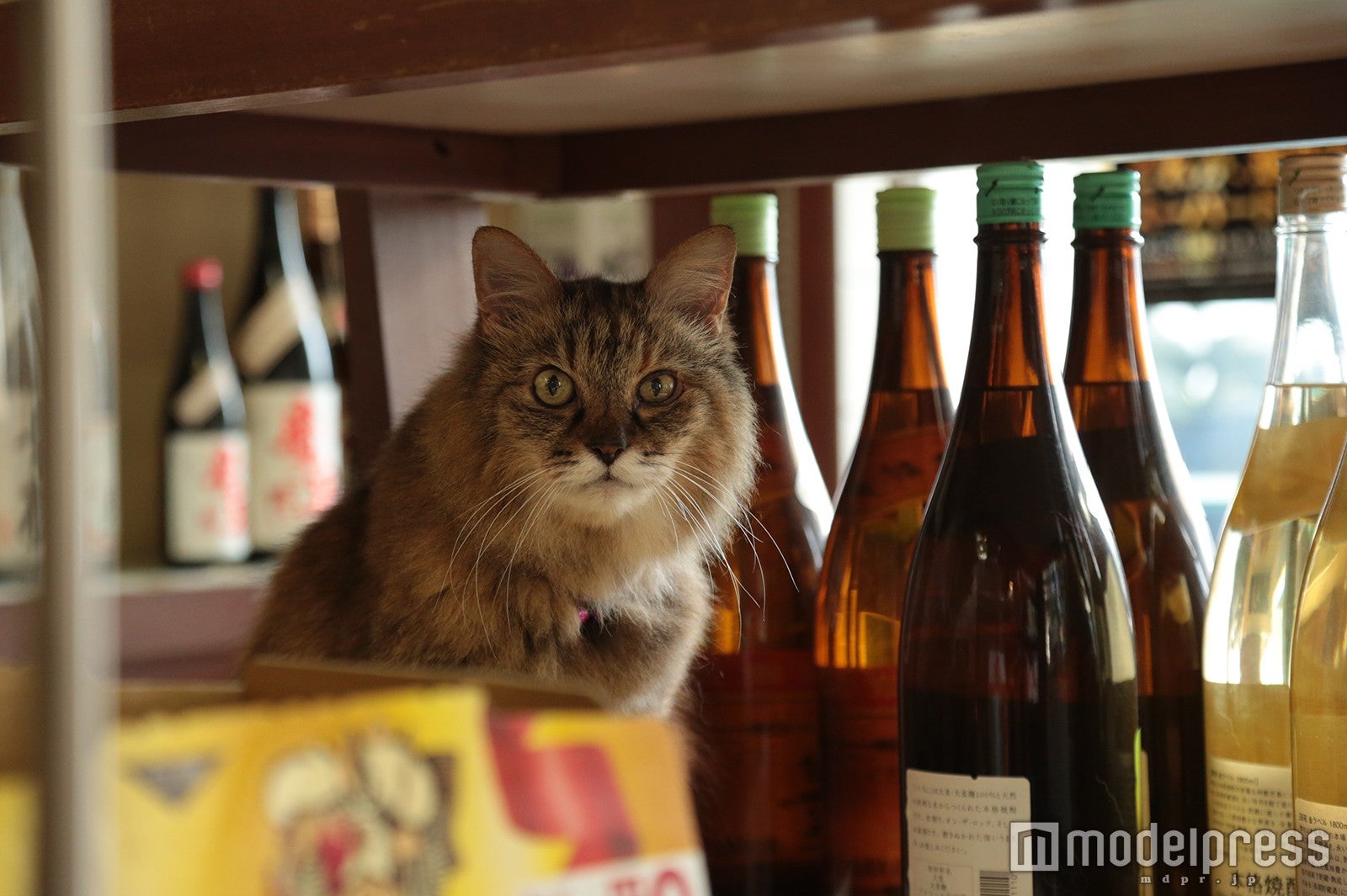 あらゆるところに猫の姿が（C）モデルプレス