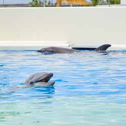 神戸須磨シーワールドホテル/提供画像