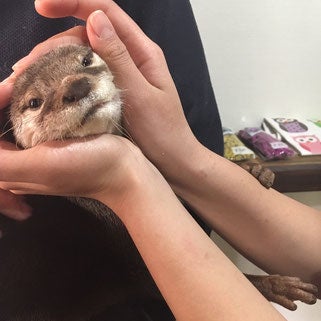 ぶーりん／画像提供：北野坂　か和うそCafe