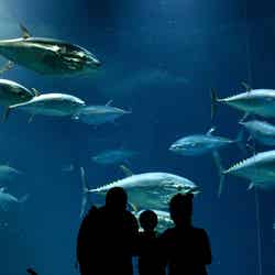 東京都葛西臨海水族園(提供画像)