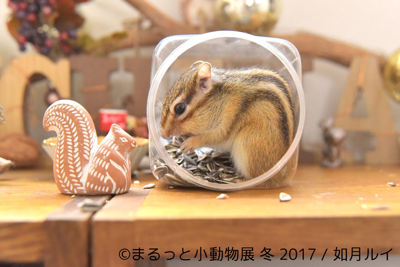 「まるっと小動物展 冬 2017」／画像提供：株式会社BACON