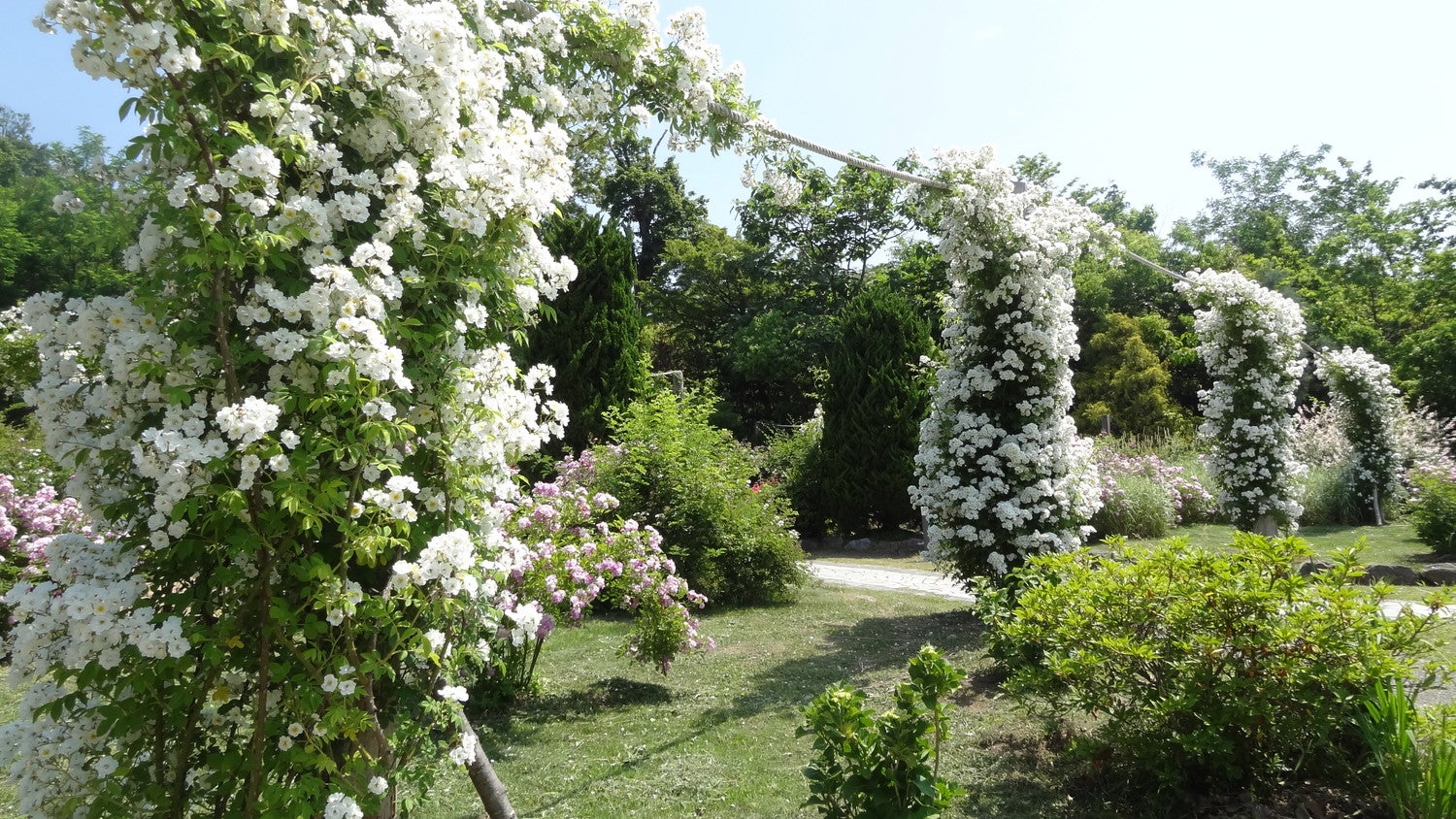 福島県双葉町の「双葉ばら園」を再現した「福島復興のバラ園　オールドローズの谷」。／提供画像