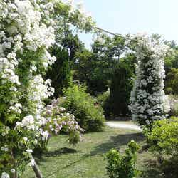 福島県双葉町の「双葉ばら園」を再現した「福島復興のバラ園　オールドローズの谷」。／提供画像