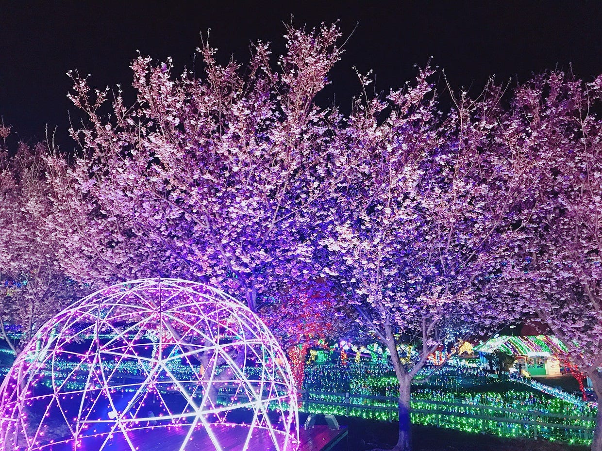 伊豆ぐらんぱる公園で夜桜ライトアップ 花見×イルミの美しさにうっとり