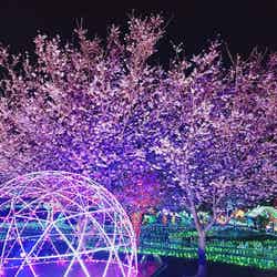 城ケ崎桜/画像提供:伊豆シャボテン公園