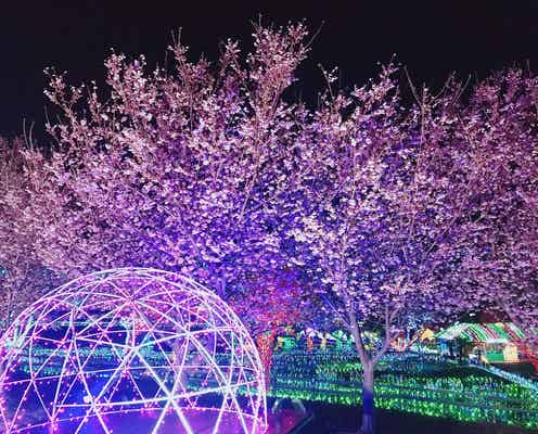 伊豆ぐらんぱる公園で夜桜ライトアップ 花見×イルミの美しさにうっとり
