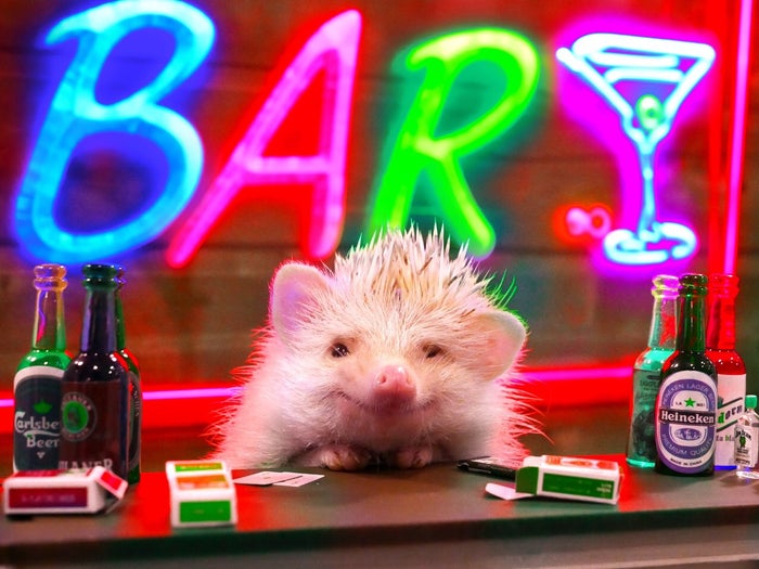 渋谷のハリネズミカフェ「ちくちくCAFE」“木金限定”でバーに変身／画像提供：飼育係