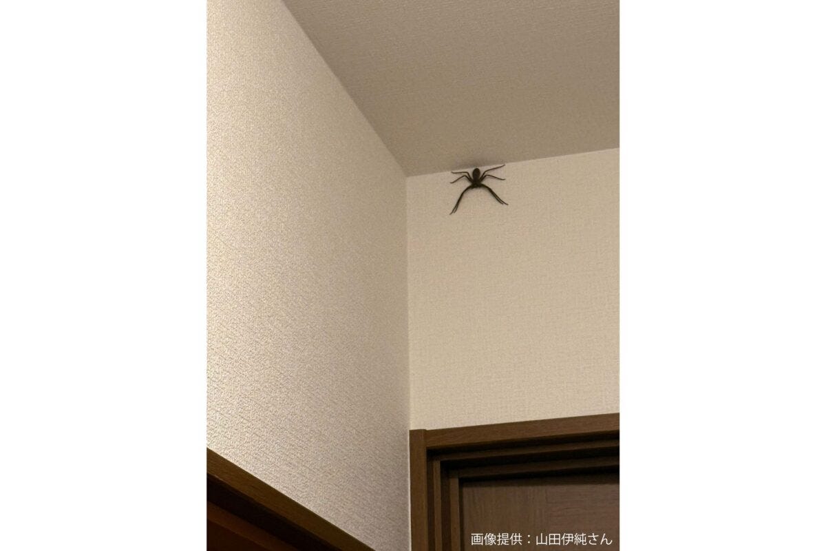 アシダカグモ