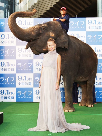 土屋アンナ、森泉ら著名人がキュートな動物たちに大興奮