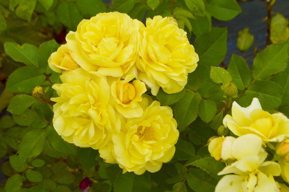 京成バラ園／画像提供：京成バラ園芸