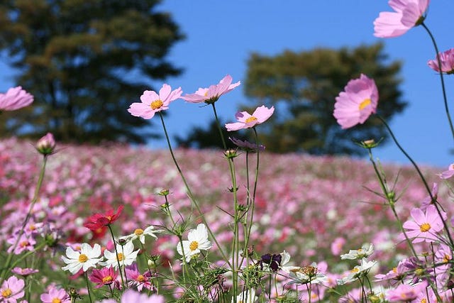 東京のコスモス畑の名所4選 ピンク色の世界に酔いしれる