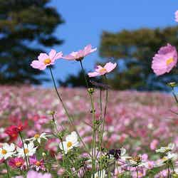 東京都内のコスモス畑4選 ピンク色の世界で一足早い秋を/cosmos by tonko43