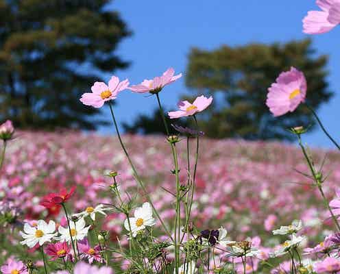東京のコスモス畑の名所4選 ピンク色の世界に酔いしれる