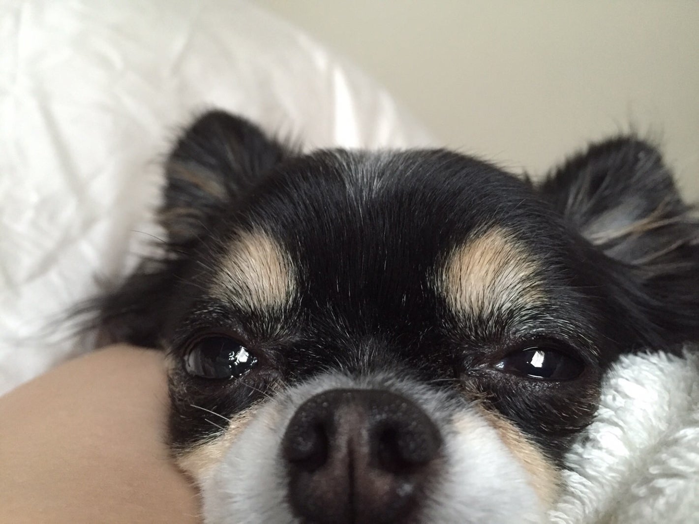 ココ（画像提供：所属事務所）