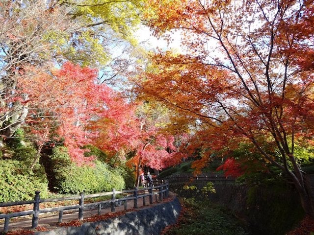 【和歌山】まもなく見頃！紅葉を眺めながらお散歩ができる「根來寺」