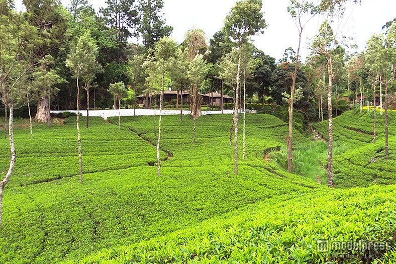 スリランカの絶景ハウス／画像提供：テレビ東京