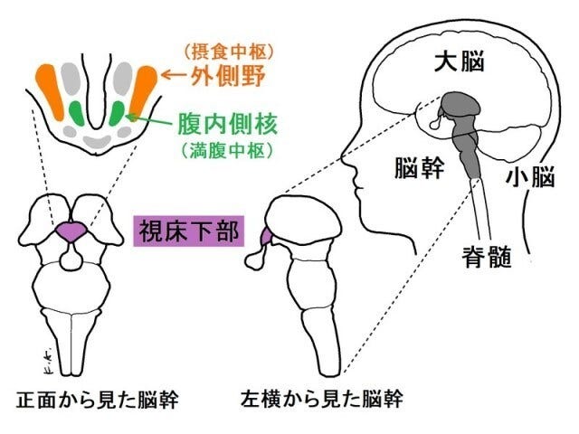 食欲をコントロールする摂食中枢と満腹中枢は、それぞれ視床下部の外側野と腹内側核にある(筆者が作成したオリジナル図)