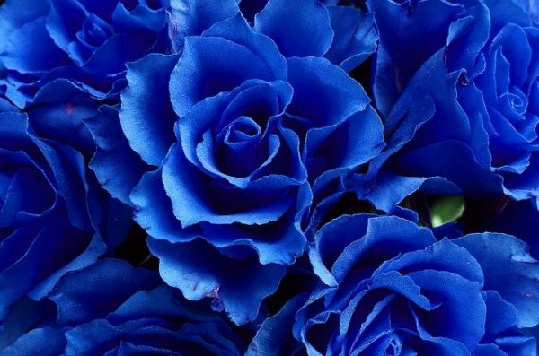 素敵な意味を持つ花言葉15選 お花を送る時などにプラスアルファの思いを込めて モデルプレス 素敵な意味を持つ花言葉15選 お花を送る時などにプラスアルファの思いを込めて モデルプレス