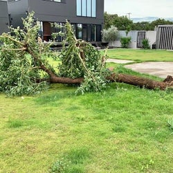 坂上忍、台風の影響で自宅の庭の木が倒れる「根元から、ゴッソリ持っていかれて」