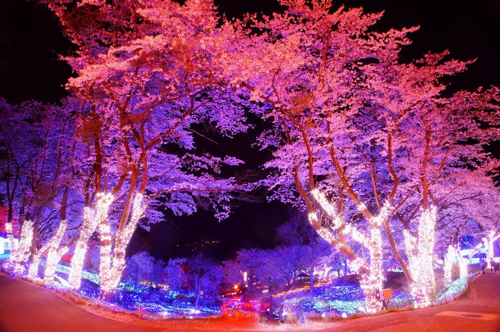 「さがみ湖桜まつり」関東最大級2,500本の桜を愛でる、イルミ×夜桜ライトアップも