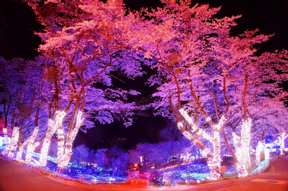 「さがみ湖桜まつり」関東最大級2,500本の桜を愛でる、イルミ×夜桜ライトアップも